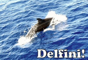 delfino